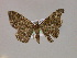  (Rheumaptera AM01Br - BC ZSM Lep 17058)  @13 [ ] CreativeCommons - Attribution Non-Commercial Share-Alike (2010) Unspecified SNSB, Zoologische Staatssammlung Muenchen
