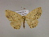 (Isochromodes AM02Br - BC ZSM Lep 17065)  @11 [ ] CreativeCommons - Attribution Non-Commercial Share-Alike (2010) Unspecified SNSB, Zoologische Staatssammlung Muenchen