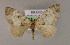  (Spargania cultataAM01Br - BC ZSM Lep 17068)  @14 [ ] CreativeCommons - Attribution Non-Commercial Share-Alike (2010) Unspecified SNSB, Zoologische Staatssammlung Muenchen