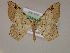  ( - BC ZSM Lep 17077)  @12 [ ] CreativeCommons - Attribution Non-Commercial Share-Alike (2010) Unspecified SNSB, Zoologische Staatssammlung Muenchen