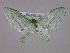  (Dyspteris AM01Br - BC ZSM Lep 17082)  @13 [ ] CreativeCommons - Attribution Non-Commercial Share-Alike (2010) Unspecified SNSB, Zoologische Staatssammlung Muenchen