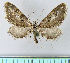  (Eupithecia ogilviata - BC ZSM Lep 17934)  @13 [ ] CreativeCommons - Attribution Non-Commercial Share-Alike (2010) Unspecified SNSB, Zoologische Staatssammlung Muenchen