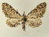  (Eupithecia sp. 1Can - BC ZSM Lep 17935)  @14 [ ] CreativeCommons - Attribution Non-Commercial Share-Alike (2010) Unspecified SNSB, Zoologische Staatssammlung Muenchen