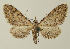  (Eupithecia boryata - BC ZSM Lep 17936)  @14 [ ] CreativeCommons - Attribution Non-Commercial Share-Alike (2010) Unspecified SNSB, Zoologische Staatssammlung Muenchen