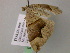  ( - BC ZSM Lep 17956)  @12 [ ] CreativeCommons - Attribution Non-Commercial Share-Alike (2010) Unspecified SNSB, Zoologische Staatssammlung Muenchen