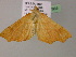  ( - BC ZSM Lep 17965)  @13 [ ] CreativeCommons - Attribution Non-Commercial Share-Alike (2010) Unspecified SNSB, Zoologische Staatssammlung Muenchen