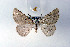  ( - BC ZSM Lep 17985)  @11 [ ] Copyright (2010) Unspecified SNSB, Zoologische Staatssammlung Muenchen