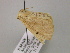  ( - BC ZSM Lep 18000)  @12 [ ] CreativeCommons - Attribution Non-Commercial Share-Alike (2010) Unspecified SNSB, Zoologische Staatssammlung Muenchen