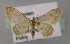  ( - BC ZSM Lep 18007)  @13 [ ] CreativeCommons - Attribution Non-Commercial Share-Alike (2010) Unspecified SNSB, Zoologische Staatssammlung Muenchen