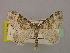  ( - BC ZSM Lep 18022)  @11 [ ] Copyright (2010) Unspecified SNSB, Zoologische Staatssammlung Muenchen