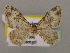  ( - BC ZSM Lep 18023)  @13 [ ] CreativeCommons - Attribution Non-Commercial Share-Alike (2010) Unspecified SNSB, Zoologische Staatssammlung Muenchen