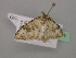  ( - BC ZSM Lep 18025)  @12 [ ] CreativeCommons - Attribution Non-Commercial Share-Alike (2010) Unspecified SNSB, Zoologische Staatssammlung Muenchen