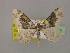  (Xanthorhoe skoui - BC ZSM Lep 18028)  @13 [ ] Copyright (2010) Unspecified SNSB, Zoologische Staatssammlung Muenchen