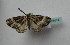  (Euphyia OS01 - BC ZSM Lep 18414)  @11 [ ] CreativeCommons - Attribution Non-Commercial Share-Alike (2010) Unspecified SNSB, Zoologische Staatssammlung Muenchen