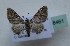  (Mnesiloba embolocosma - BC ZSM Lep 18461)  @12 [ ] CreativeCommons - Attribution Non-Commercial Share-Alike (2010) Unspecified SNSB, Zoologische Staatssammlung Muenchen