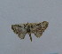 (Eupithecia melanolophaOS01Ph - BC ZSM Lep 18499)  @11 [ ] Copyright (2010) Unspecified SNSB, Zoologische Staatssammlung Muenchen