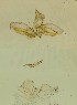  ( - BC ZSM Lep 83222)  @11 [ ] by-nc-sa (2023) SNSB, Staatliche Naturwissenschaftliche Sammlungen Bayerns ZSM (SNSB, Zoologische Staatssammlung Muenchen)