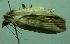  (Oratha significata - BC LP 0009)  @12 [ ] Unspecified (default): All Rights Reserved  Unspecified Unspecified