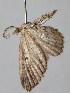  (Eupithecia LP01Cl - BC LP 0025)  @14 [ ] Unspecified (default): All Rights Reserved  Unspecified Unspecified