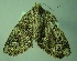  (Triptila septentrionalisLP01 - BC LP 0035)  @12 [ ] Unspecified (default): All Rights Reserved  Unspecified Unspecified