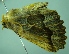  (Dectochilus antucaria - BC LP 0060)  @13 [ ] Unspecified (default): All Rights Reserved  Unspecified Unspecified