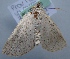  (Mallomus AH03Cl - BC LP 0070)  @12 [ ] Unspecified (default): All Rights Reserved  Unspecified Unspecified