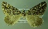  (Xanthorhoe AH01Cl - BC LP 0085)  @14 [ ] Unspecified (default): All Rights Reserved  Unspecified Unspecified