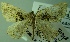  (Euclidiodes frayjorgeana - BC LP 0089)  @13 [ ] Unspecified (default): All Rights Reserved  Unspecified Unspecified