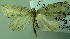  (Hasodima ediliacarmenae - BC LP 0090)  @14 [ ] Unspecified (default): All Rights Reserved  Unspecified Unspecified