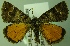  (Archiearides fidonioides - BC LP 0093)  @11 [ ] Unspecified (default): All Rights Reserved  Unspecified Unspecified