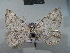  ( - BC NP 0010)  @13 [ ] Copyright (2010) Unspecified Research Collection of Norbert Poell