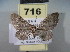  (Pasiphila hyrcanica - BC NP 0013)  @13 [ ] Copyright (2010) Unspecified Research Collection of Norbert Poell