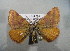  (Lythria purpuraria NP01 - BC NP 0019)  @11 [ ] Copyright (2010) Unspecified Research Collection of Norbert Poell