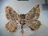 ( - BC NP 0030)  @14 [ ] Copyright (2010) Unspecified Research Collection of Norbert Poell