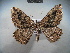  (Philereme - BC NP 0031)  @15 [ ] Copyright (2010) Unspecified Research Collection of Norbert Poell