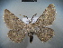  ( - BC NP 0033)  @13 [ ] Copyright (2010) Unspecified Research Collection of Norbert Poell