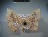  ( - BC NP 0060)  @13 [ ] Copyright (2010) Unspecified Research Collection of Norbert Poell