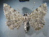  ( - BC NP 0105)  @13 [ ] Copyright (2010) Unspecified Research Collection of Norbert Poell