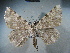  ( - BC NP 0107)  @14 [ ] Copyright (2010) Unspecified Research Collection of Norbert Poell