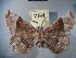  ( - BC NP 0108)  @13 [ ] Copyright (2010) Unspecified Research Collection of Norbert Poell