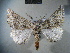 (Phaselia erika - BC NP 0115)  @14 [ ] Copyright (2010) Unspecified Research Collection of Norbert Poell