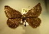  ( - BC NP 0158)  @12 [ ] Copyright (2010) Unspecified Research Collection of Norbert Poell