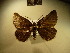  ( - BC NP 0159)  @13 [ ] Copyright (2010) Unspecified Research Collection of Norbert Poell