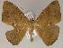  ( - BC ZSM Lep 04959)  @13 [ ] CreativeCommons - Attribution Non-Commercial Share-Alike (2010) Unspecified SNSB, Zoologische Staatssammlung Muenchen