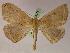  ( - BC ZSM Lep 05273)  @14 [ ] CreativeCommons - Attribution Non-Commercial Share-Alike (2010) Unspecified SNSB, Zoologische Staatssammlung Muenchen