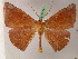  (Herbita AH01VeEcPe - BC ZSM Lep 05274)  @14 [ ] CreativeCommons - Attribution Non-Commercial Share-Alike (2010) Unspecified SNSB, Zoologische Staatssammlung Muenchen