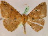  ( - BC ZSM Lep 05277)  @13 [ ] CreativeCommons - Attribution Non-Commercial Share-Alike (2010) Unspecified SNSB, Zoologische Staatssammlung Muenchen