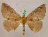  ( - BC ZSM Lep 05278)  @13 [ ] CreativeCommons - Attribution Non-Commercial Share-Alike (2010) Unspecified SNSB, Zoologische Staatssammlung Muenchen