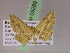  (Lepteria AH04Ec - BC ZSM Lep 05289)  @13 [ ] CreativeCommons - Attribution Non-Commercial Share-Alike (2010) Unspecified SNSB, Zoologische Staatssammlung Muenchen