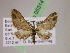  (Eupithecia AH51Ec - BC ZSM Lep 05314)  @14 [ ] CreativeCommons - Attribution Non-Commercial Share-Alike (2010) Unspecified SNSB, Zoologische Staatssammlung Muenchen
